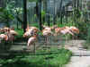 flamingo's.jpg (106886 bytes)